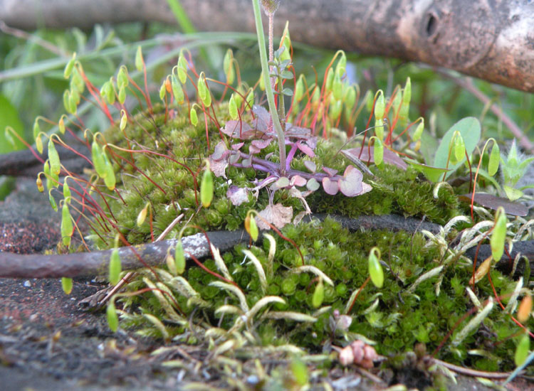Potrebbe essere Bryum caespiticium?